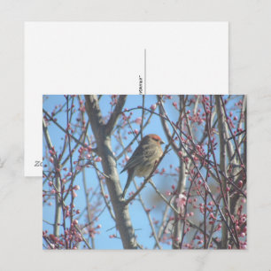 Carte postale - Perchoir printanier