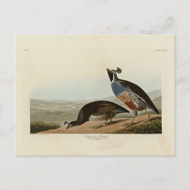 Carte Postale Perdrix de Californie - Les Oiseaux d'Amérique d'A (Devant)