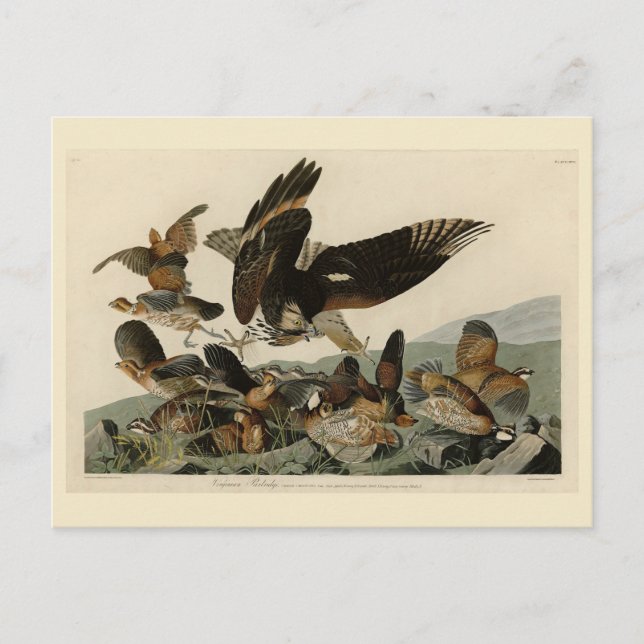 Carte Postale Perdrix de Virginie, Les Oiseaux d'Amérique d'Audu (Devant)