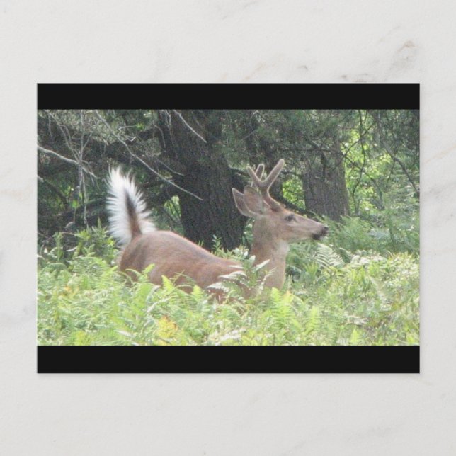 Carte Postale Père Bambis ? (Devant)