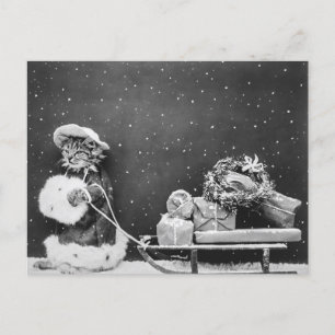 Carte Postale Père Noël Cat, un chat du Père Noël