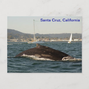 Carte postale père Noël Cruz Humpback Whale