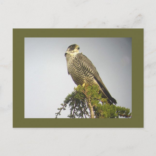 Carte postale Peregrine (Devant)