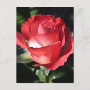 Carte Postale Perfection rose