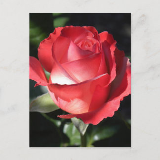 Carte Postale Perfection rose