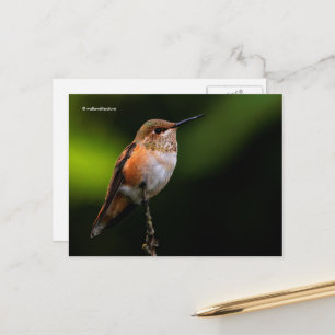 Carte Postale Perles rousses de colibri sur arbre fruitier