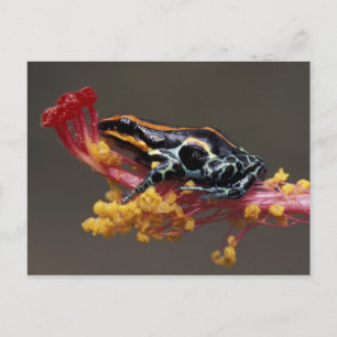 Carte Postale Pérou, Forêt tropicale péruvienne. Grenouille flèc