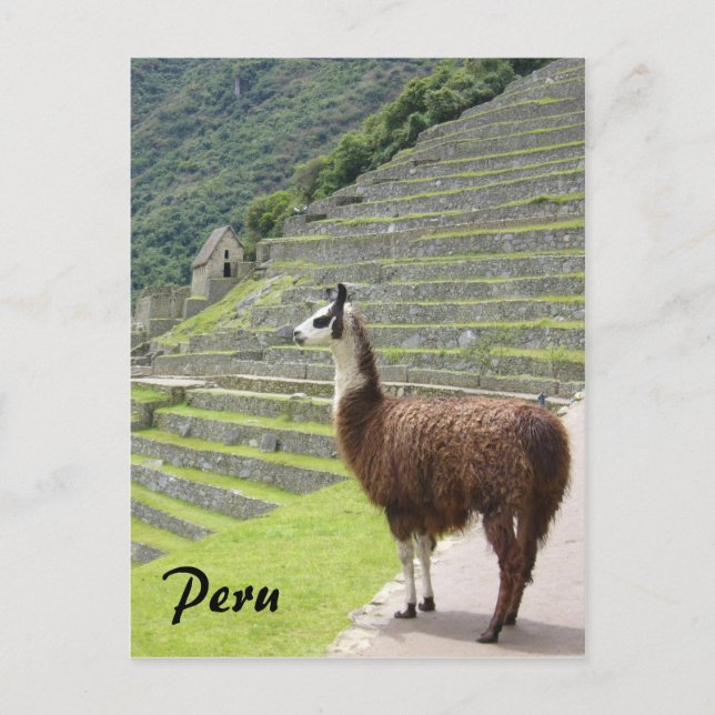 Carte Postale pérou llama (Devant)