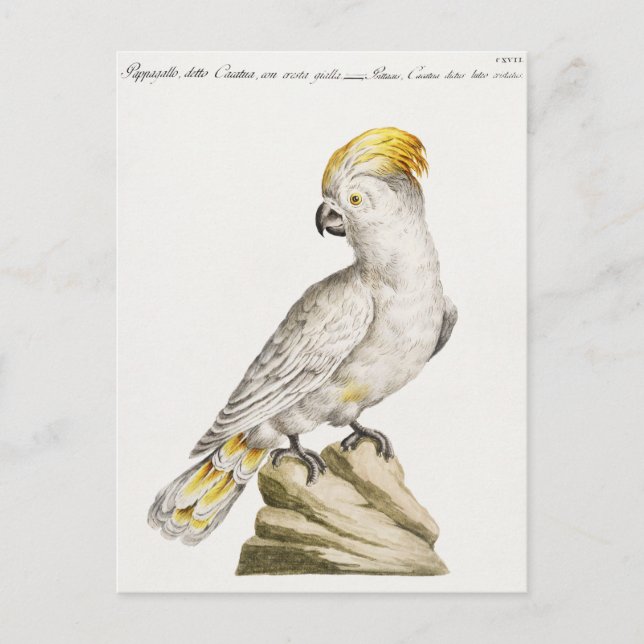 Carte Postale Perroquet (Devant)