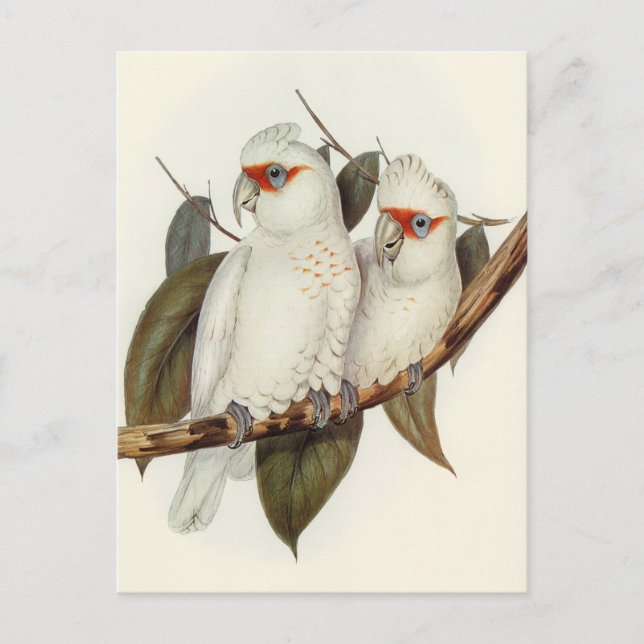 Carte Postale Perroquet (Devant)