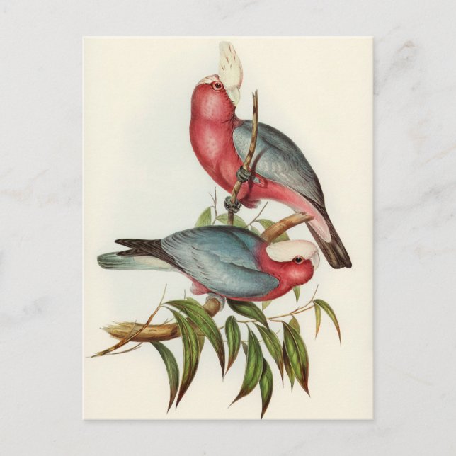 Carte Postale Perroquet (Devant)