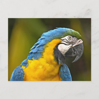 Carte Postale Perroquet