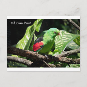Carte Postale Perroquet à ailes rouges sur le membre de l'arbre
