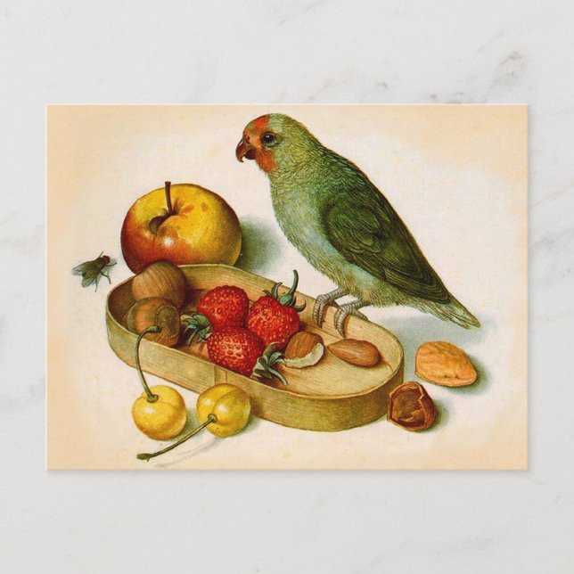 Carte Postale Perroquet à la pomme de terre avec fruits et noix (Devant)