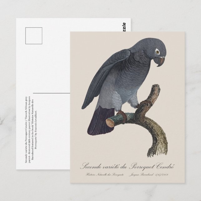 Carte Postale Perroquet Cendre / Timneh Perroquet gris africain (Devant / Derrière)