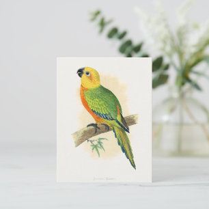 Carte Postale Perroquet, Conure de Jendaya,