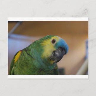 Carte Postale Perroquet curieux