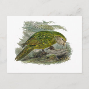 Carte Postale Perroquet de Chouette verte Kakapo, Illustration d