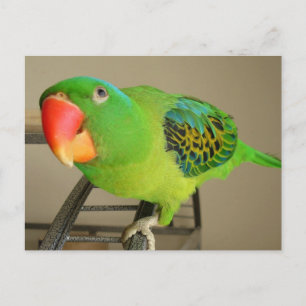 Carte postale : Perroquet de la nuque bleue des Ph