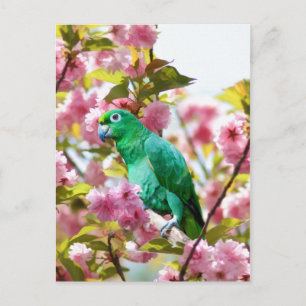 Carte postale Perroquet en fleurs de cerisiers