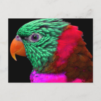 Carte Postale Perroquet exotique vert rose rouge