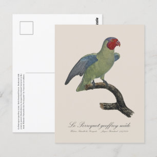 Carte Postale Perroquet geoffroy mâle / Perroquet à joues rouges