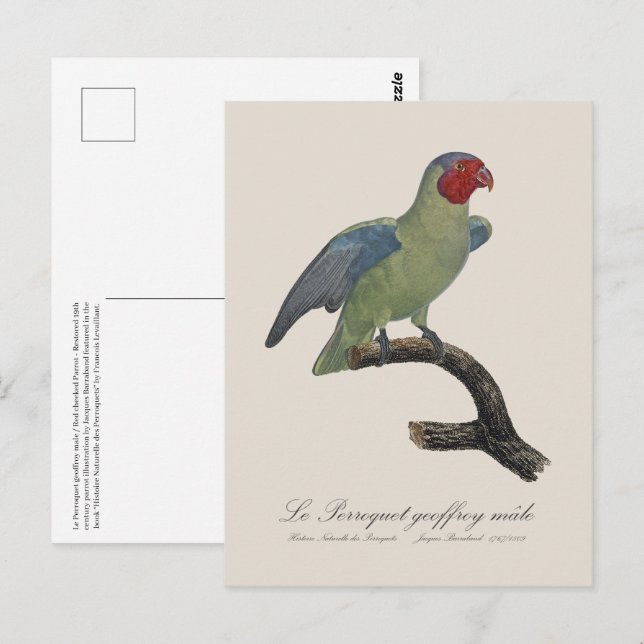 Carte Postale Perroquet geoffroy mâle / Perroquet à joues rouges (Devant / Derrière)