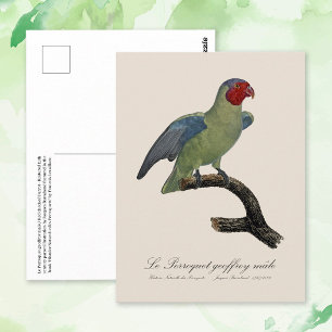 Carte Postale Perroquet geoffroy mâle / Perroquet à joues rouges