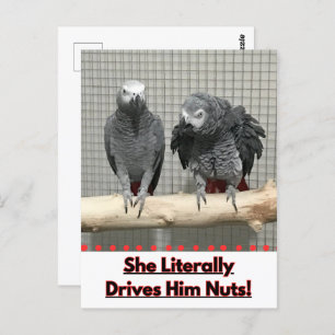 Carte Postale Perroquet gris africain, poste