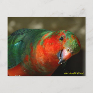 Carte Postale Perroquet royal juvénile mâle australien