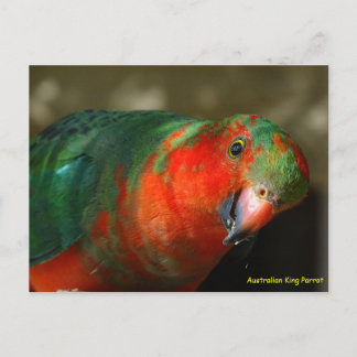 Carte Postale Perroquet royal juvénile mâle australien