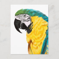 Perroquet Tropical