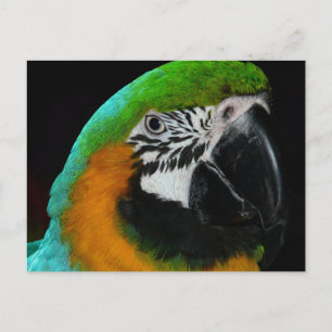 Carte Postale Perroquet vert coloré