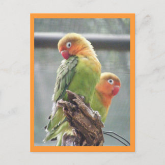 Carte Postale Perroquets de peachface