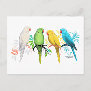 Carte Postale Perroquets indiens Ringneck
