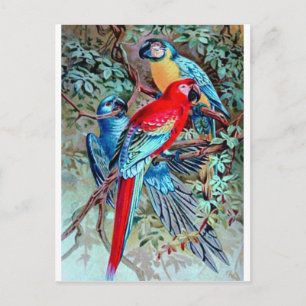 Carte Postale Perroquets macaw oiseaux sauvages peinture colorée