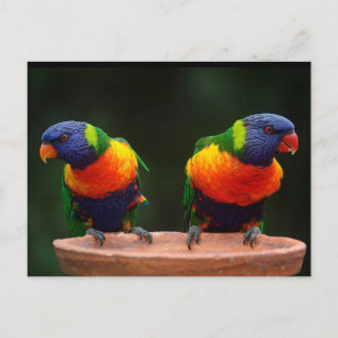 Carte Postale Perroquets Rainbow Lorikeet