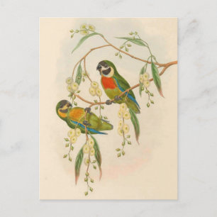 Carte Postale Perroquets, Vintage, Illustration d'oiseaux, Bohem