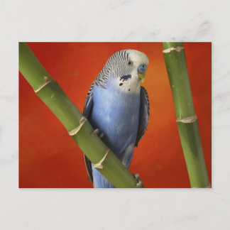 Carte Postale perruque