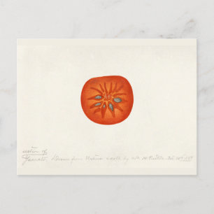 Carte Postale Persimmon (Diospyros) Peinture à l'aquarelle de fr
