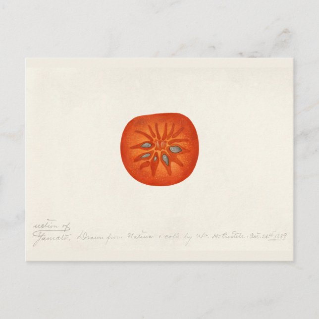 Carte Postale Persimmon (Diospyros) Peinture à l'aquarelle de fr (Devant)