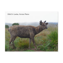 Carte postale personnalisable avec un Cerf Sambar