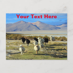 Carte postale personnalisable de mouton chilien
