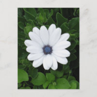 Carte postale personnalisée aux fleurs blanches