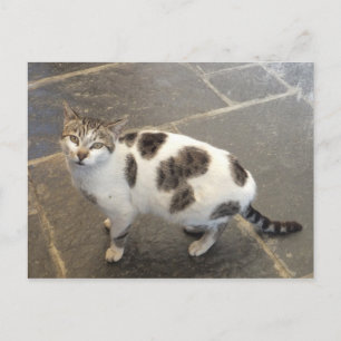 Carte postale personnalisée Cat