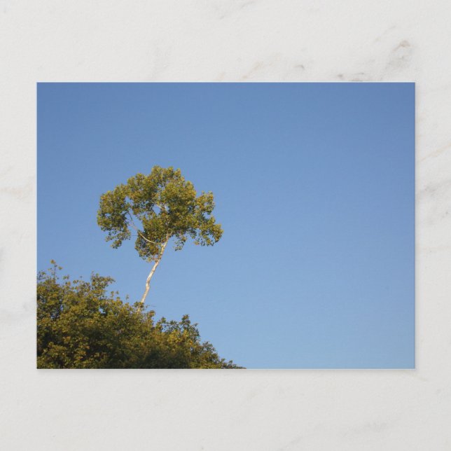 Carte postale personnalisée de l'arbre de la foule (Devant)