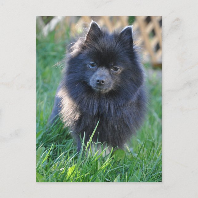 Carte Postale Personnaliser (Devant)