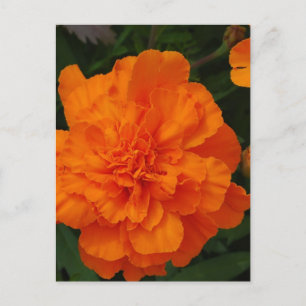 Carte Postale Personnaliser