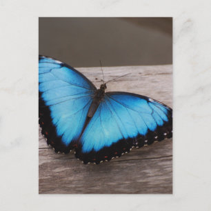 Carte Postale Personnaliser