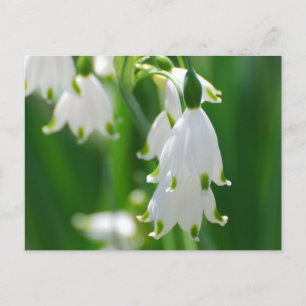 Carte Postale Personnaliser